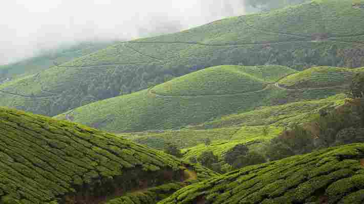 India's flower that blooms every 12 years