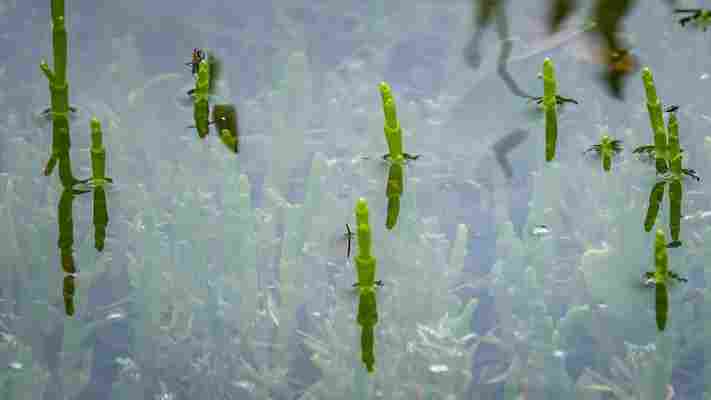 England's delectable, fleeting vegetable